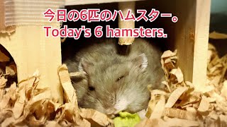 今日の6匹のハムスター。Today's 6 hamsters. #薔薇です🌹#baradesu #hamster #ハムスター