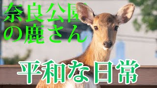 奈良 鹿達の日常 奈良公園の鹿さん達の日常は面白い 【奈良のシカ】