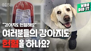 Why dogs should donate blood |donor dogs|blood donation dogs|