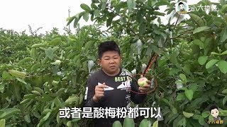 全民嚐鮮節僅剩一天，小六抓緊時間摘果發貨，盡快送到小伙伴手中