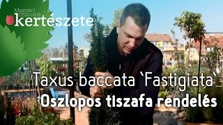 Taxus baccata 'Fastigiata - Oszlopos tiszafa rendelése - gondozása