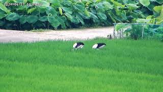 コウノトリ幼鳥２羽が水田で採餌20240627