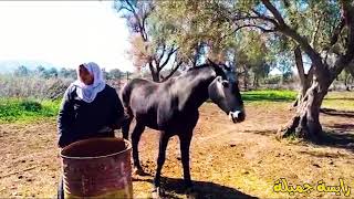 رايسة جميلة الزمورية مشات لسيدي قاسم تشوف شي خيل للبيع