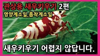 관상용새우키우기2편-  새우키우기 어렵지않아요- 열대어박사-