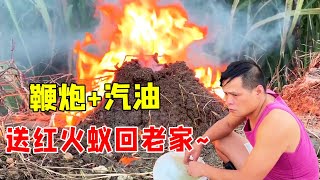 小伙把一捆鞭炮塞进“红火蚁”巢穴，再淋上汽油，给它们来个痛快【桥头小何】