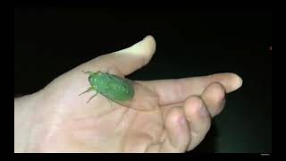Green Cicada Screams ! ;)
