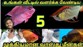 உங்கள் வீட்டிற்கு தேவையான 5 முக்கியமான வாஸ்து மீன்கள்/ video@Fishadminaquarium