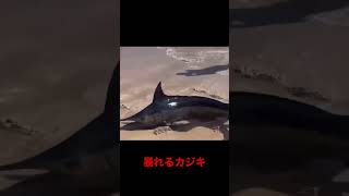 砂浜で暴れるカジキ