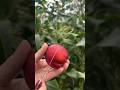 Nectarine, (Prunus persica) Fruit Cutting Skills #cuttinggarden #cuttingfruit #cuttingskills