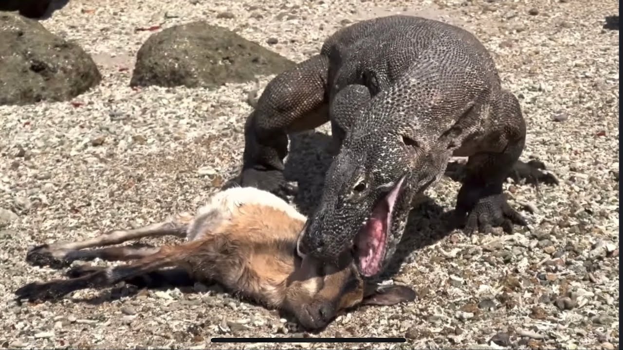 Komodo Dragons Eating A Goat #wildlife #komodo #dragon #animals #forest ...