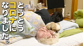 【シーズー】まるちゃん家、とうとうコロナになりました。【219】