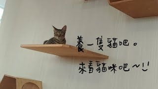 高雄 貓咪咖啡廳 實錄 | 來看貓咪吧 | Mr.wchi 微凡