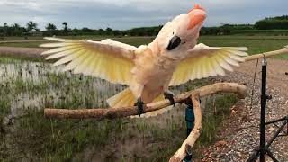 เสียงร้อง เสียงกรี๊ด กระตั้วมอลักคั่น  cockatoo muluccan