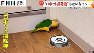 「掃除ロボットやん！」インコが床に頭をスイーでほこりまみれに…ドアの向こうに行きたくて