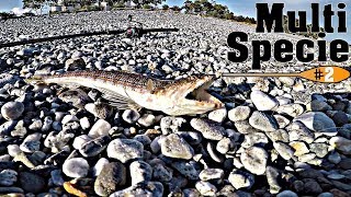 Pesca con la BOMBARDA in Mare e Coreano - MULTI SPECIE (Pesce Lucertola,Pappagallo, Sarago, Triglia)