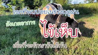 โรคที่พบบ่อยในช่วงหน้าฝน(โรคไข้เห็บ)ep.55