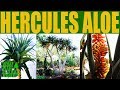 Hercules Aloe - Pohon lidah buaya hibrida besar