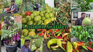 எனது லண்டன் தோட்டத்தின் 2021 - 2024 சில பதிவுகள் My London Garden Some Collection 2021 - 2024