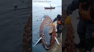 A kind old fisherman saved a huge whale from being killed... #whale #sealife