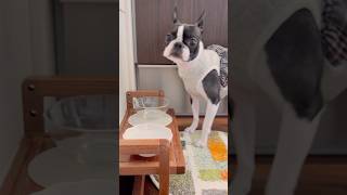 おはよう！メルの朝ごはん #ボストンテリア #ボステリ #bostonterrier