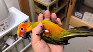 当店自家ブリード コガネメキシコ♂（JPN0029） 生後約2ヶ月 挿し餌2回 インコ専門店ペありー