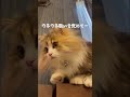 短足猫ちゃんがジャンプする瞬間が可愛いので見てください😌the moment when a short legged cat jumps is cute♪