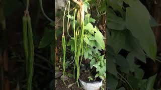 Valli Payar/വള്ളി പയർ /Yard Long Bean