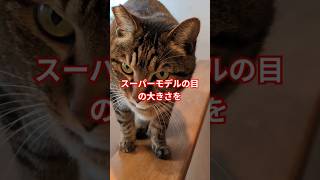 見てて〜見ててよ〜スーパーモデルの目の大きさを〜byたろうくん#cat #猫 #shorts