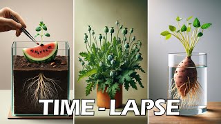 964 days in 30 mins - growing plant time lapse compilation  #greentimelapse #gtl