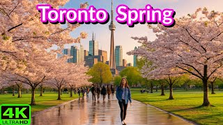 【4K】Toronto in Bloom | Cherry Blossoms & CN Tower Views at Trinity Bellwoods Park (May 2025)
