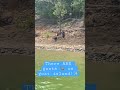 real goats on goat 🐐island 🏝️ lake tenkiller oklahoma shorts goatisland