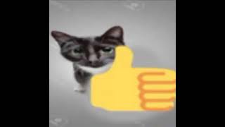 funny cat thumbs up and middle finger