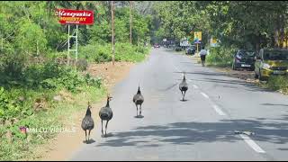 മയിൽ വാഹന തടസ്സം ഉണ്ടാക്കി