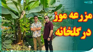 نگهداری و باردهی موز در گلخونه | banana tree