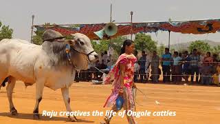 Beautiful scene # Ongole bulls