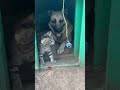 Маленький Чепусик и Бакс спустя месяц 🏡🐈🐕