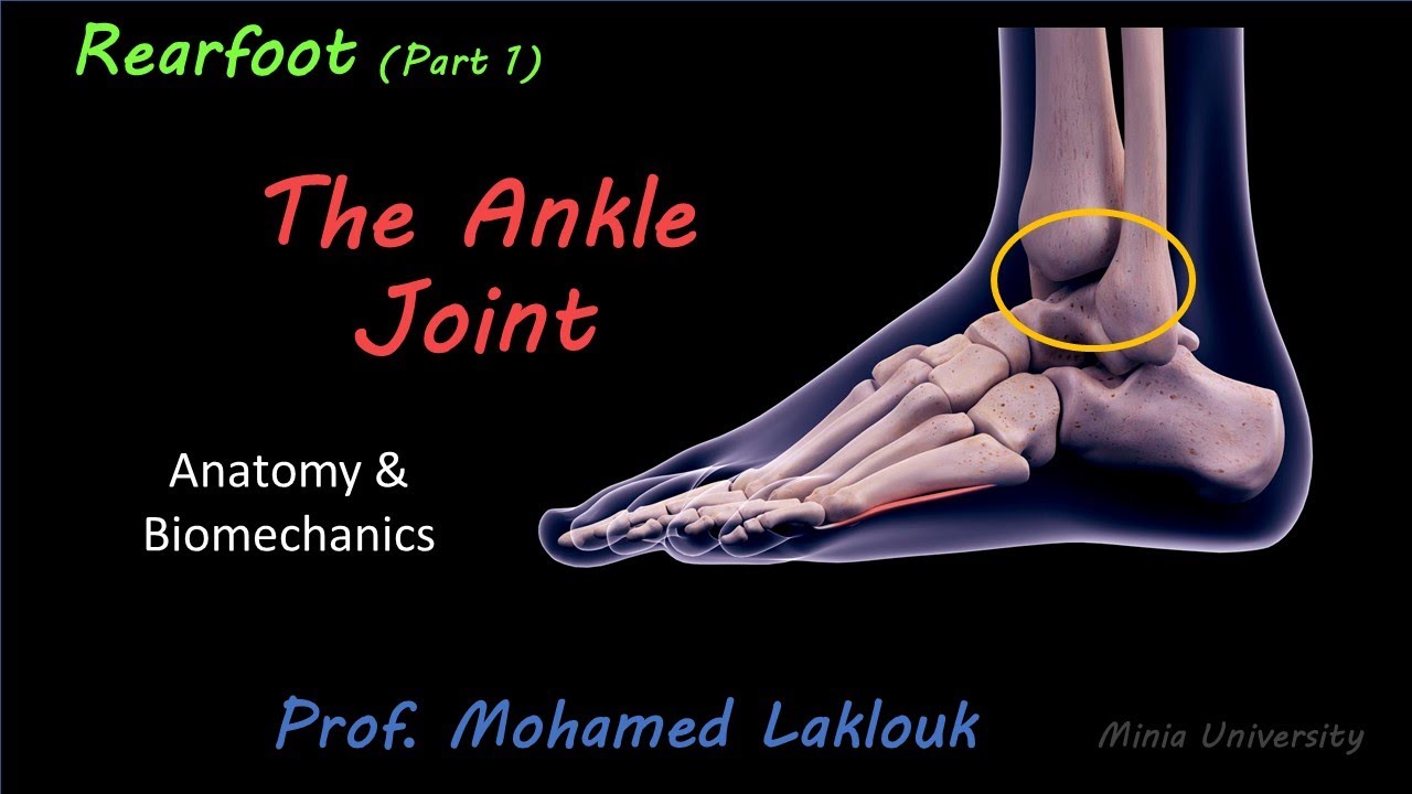 Ankle Joint (Anatomy & Biomechanics) | Dr. Mohamed Laklouk - YouTube