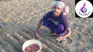 How to plant muricata onion- মুরিকাটা পেয়াজ লাগানোর পদ্ধতি।।