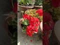 geranium flowers homegardening shortvideo short