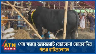 শেষ সময়ে জমজমাট বেচাকেনা কোরবানির পশুর হাটগুলোতে |  সৌজন্য ফিনিশ স্ট্যাবল ব্লিচিং পাউডার |  ATN News