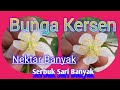 Sumber Nektar yang banyak Di Tanaman Bunga kersen