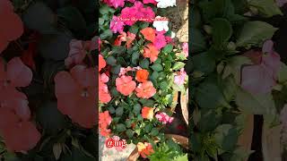 Impression Flower_Winner Flower_winner garden #gardening #garden #flowers #farming #rose #shorts