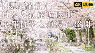 【櫻花絕景】日本人氣旅遊勝地京都哲學之道櫻花盛開