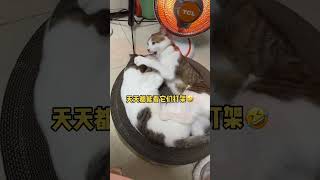 养两只猫吧廊这样每天都能当吃瓜群众～猫咪的迷惑行为 萌宠出道计划