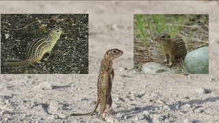 Missouri sighting raises questions about Arkansas's thirteen-lined ground squirrel population