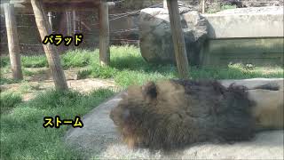 【仲良し兄弟】ライオン（ストーム、バラッド）@東武動物公園20220425