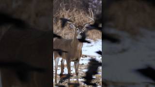 Do You See What’s Wrong? Deer Are The Toughest Animals#hunting #nature #shorts