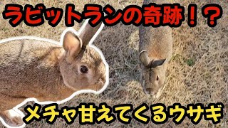 ラビットランの奇跡！？無茶苦茶飼い主にすり寄って甘えてくるうさぎ【431】365日うさぎ/うさ父どうが】