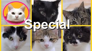 にゃんくるTV 特別編　NyankuruTV Special 　【かわいい猫カフェ／保護猫】【Cute Cat Cafe】