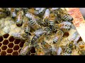 Listen to queen bees ‘toot’ and 'quack' to instruct colony to keep them safe